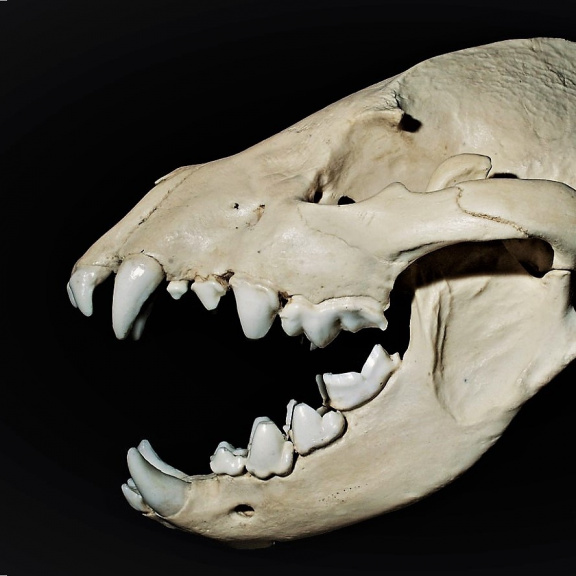 Darwinovská evoluce je rychlejší, než jsme se domnívali