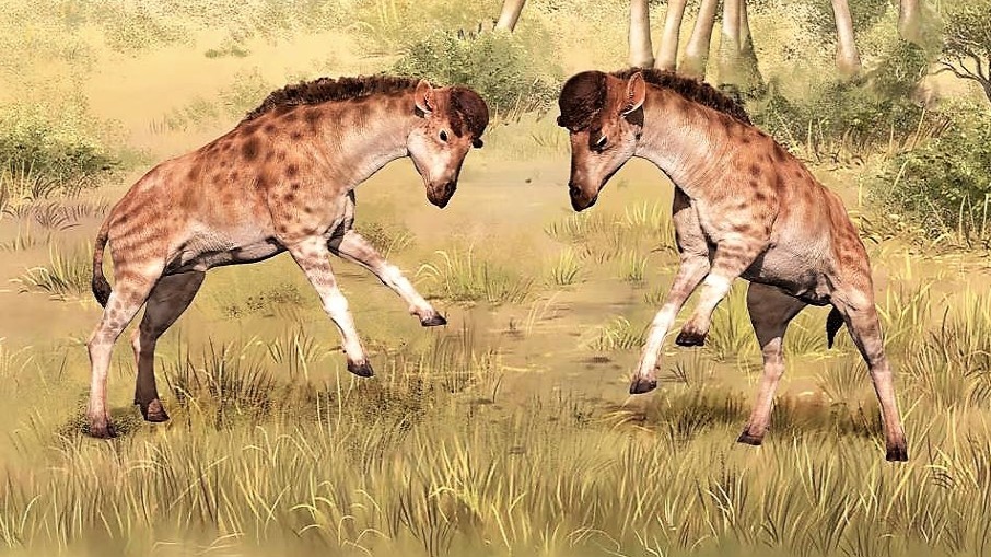 Za dlouhými krky žiraf není jen potrava, jejich růst poháněl sex