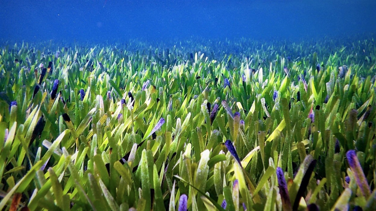 Objevena největší rostlina planety. Jejím domovem je Žraločí zátoka