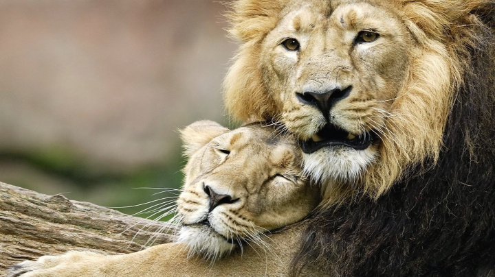 Muži v tom nejsou sami, i jiní samci mají kratší život než samice