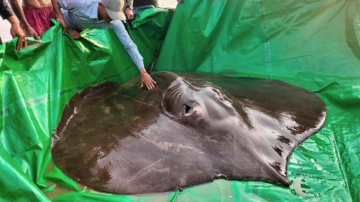 Ulovena (a vypuštěna!) největší sladkovodní ryba na světě. Je jí tajemný druh rejnoka
