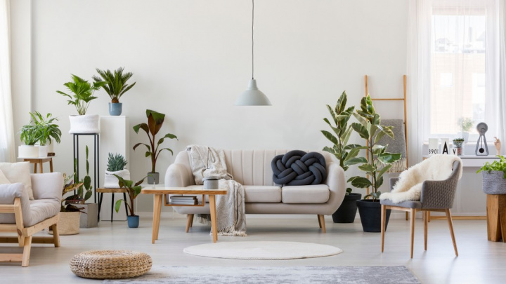 Trend pokojovek: Odkud se vzal?