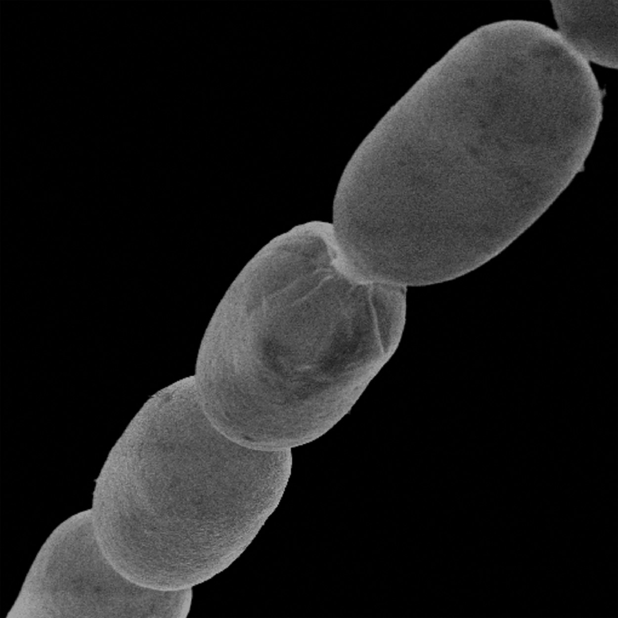 Bakterie Thiomargarita magnifica.