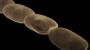 Gigantická bakterie Thiomargarita magnifica.