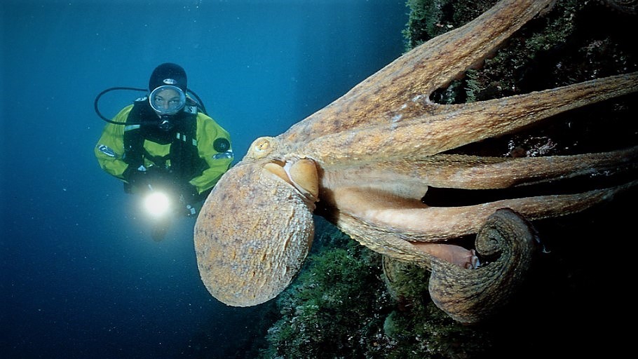 Mozky lidí a chobotnic jsou nečekaně podobné