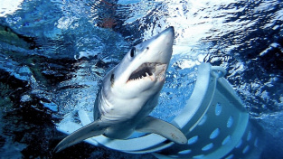 Žralok mako vyplouvá z klece po značkování. Tento druh žraloka patrně útočil v egyptské Hurghadě.
