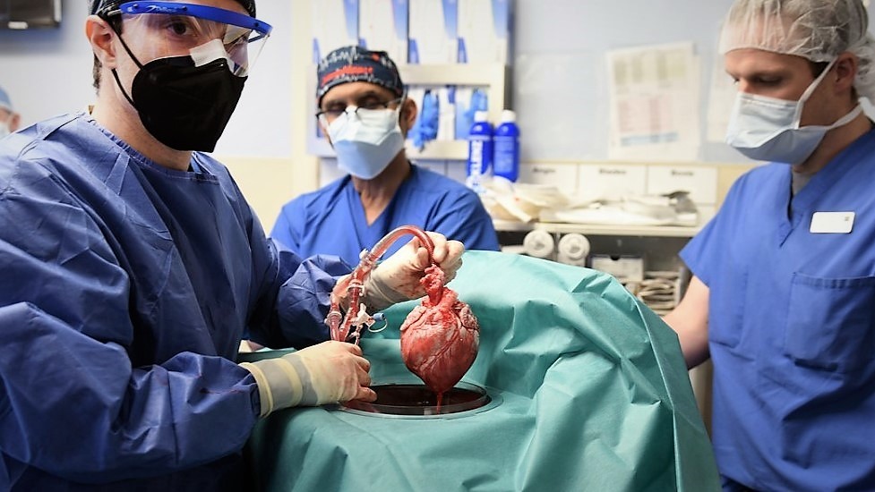 Lékaři voperovali prasečí srdce pacientům ve stavu mozkové smrti
