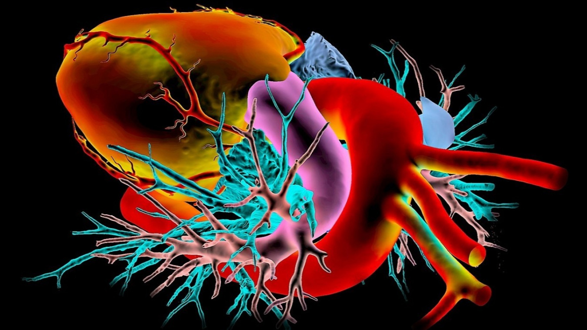 Bioinženýři udělali významný krok k výrobě umělého lidského srdce