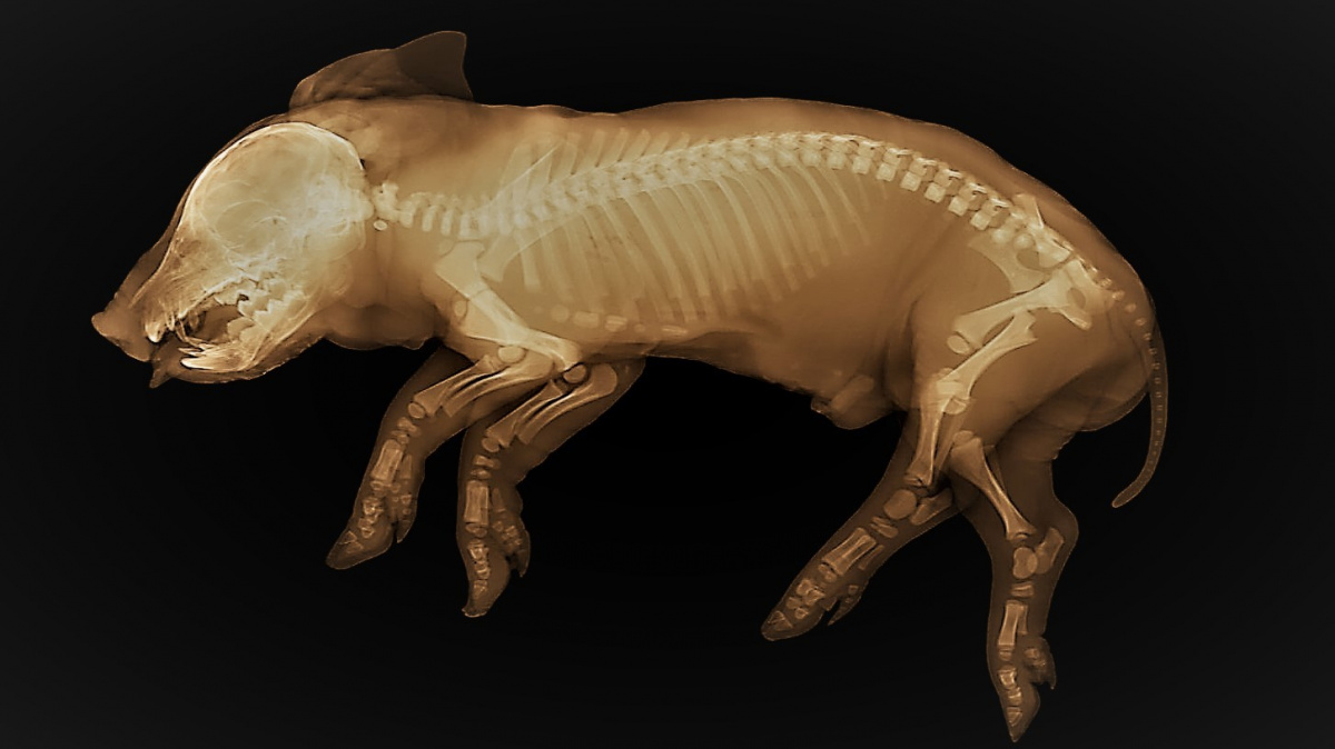 Výzkumníci oživili orgány prasete hodinu po jeho smrti. Jednou by to mohli dokázat u lidí