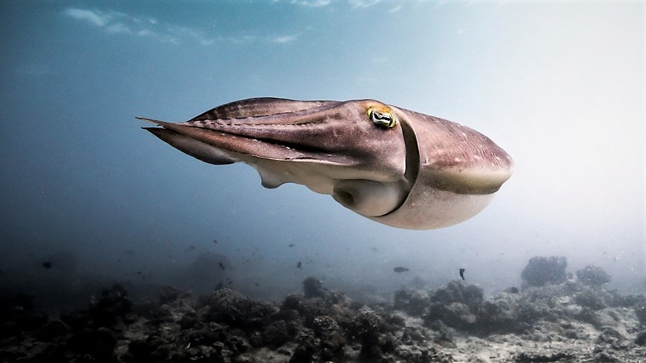 Sépie složila test inteligence pro děti