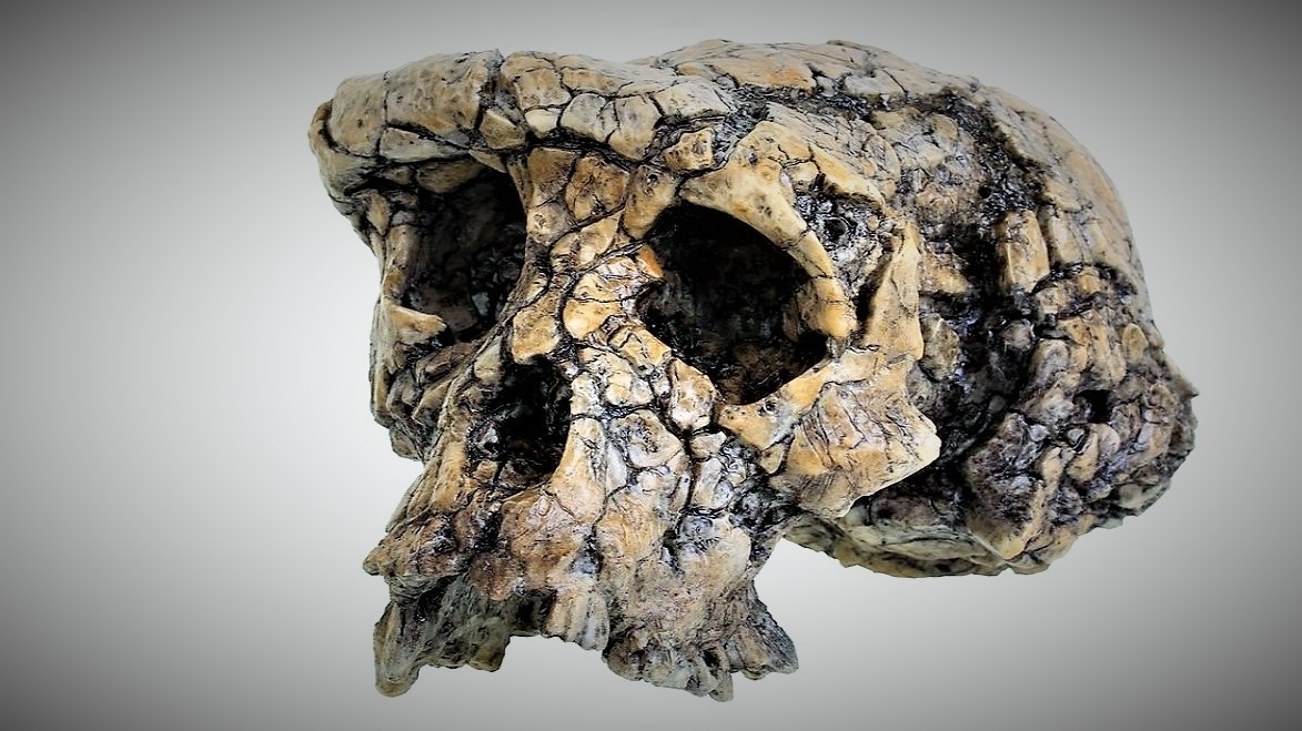 Naši předci chodili po dvou dřív, než se předpokládalo - už před sedmi miliony lety