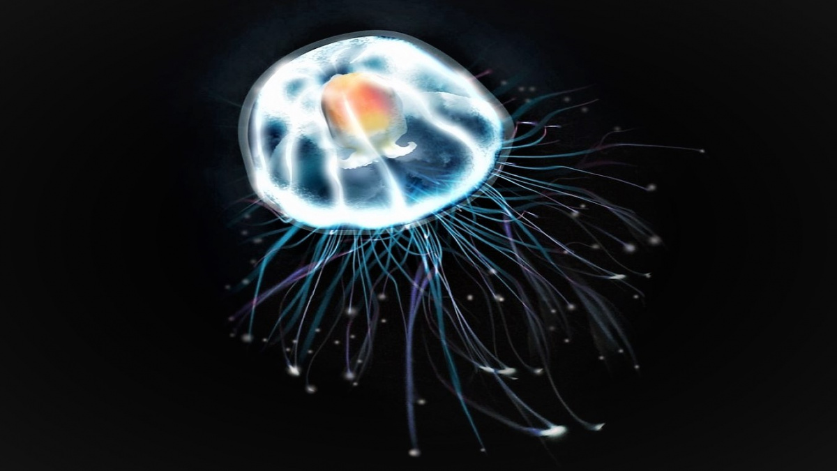 Tato medúza je ‚biologicky nesmrtelná‘. Její geny nám mohou napovědět, jak žít déle