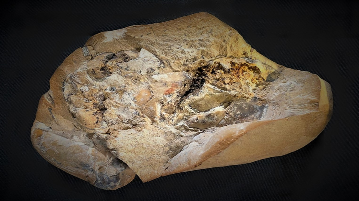 Tato fosilie ukrývá nejstarší srdce, jaké kdy bylo nalezeno. Tlouklo před 380 miliony let