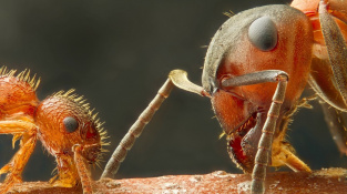 Země je planetou mravenců. Na každého člověka jich připadá 2,5 milionu
