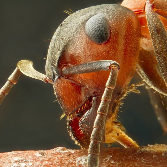 Země je planetou mravenců. Na každého člověka jich připadá 2,5 milionu