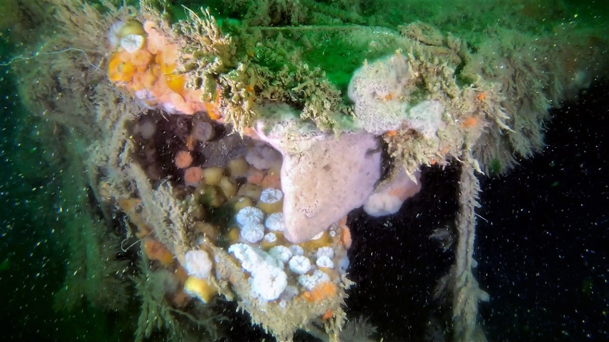 Lovci vraků jsou na stopě nalezení ohromujícího pokladu