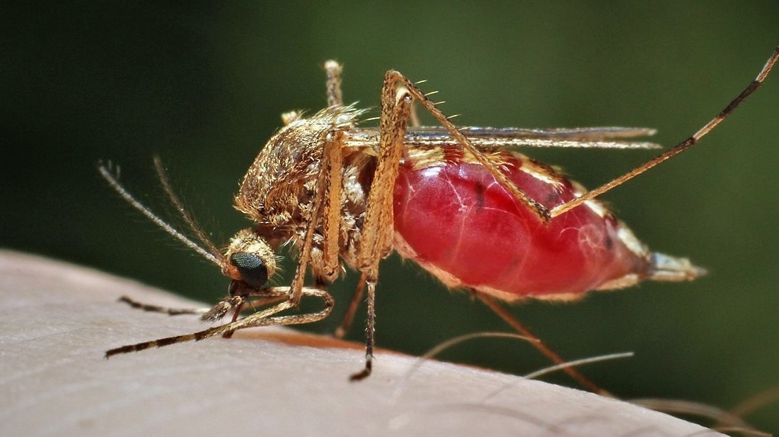 Tento nápoj vás učiní v očích komárů atraktivnějšími