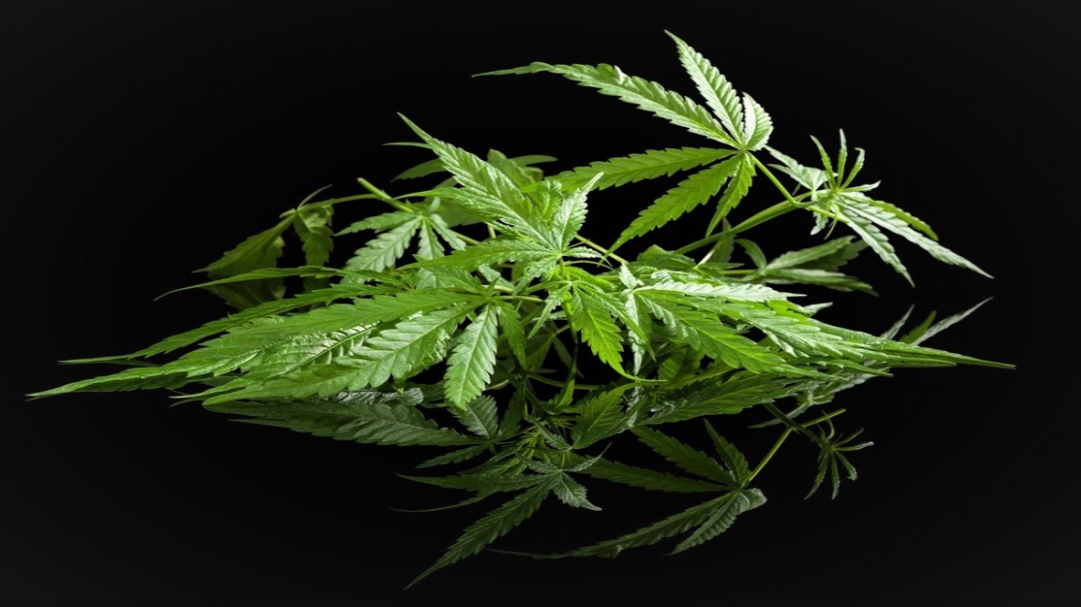 Ulevuje marihuana od bolesti? Výsledky studie jsou překvapující