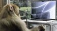 Opice s čipem od Neuralinku dokázala telepaticky psát. Co bude dál?