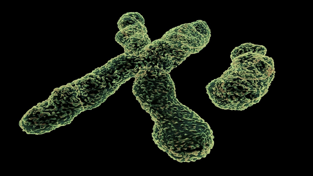 Chromozom Y mizí. Blíží se snad konec mužů?