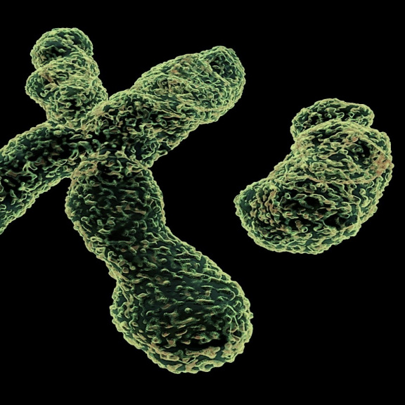 Chromozom Y mizí. Blíží se snad konec mužů?