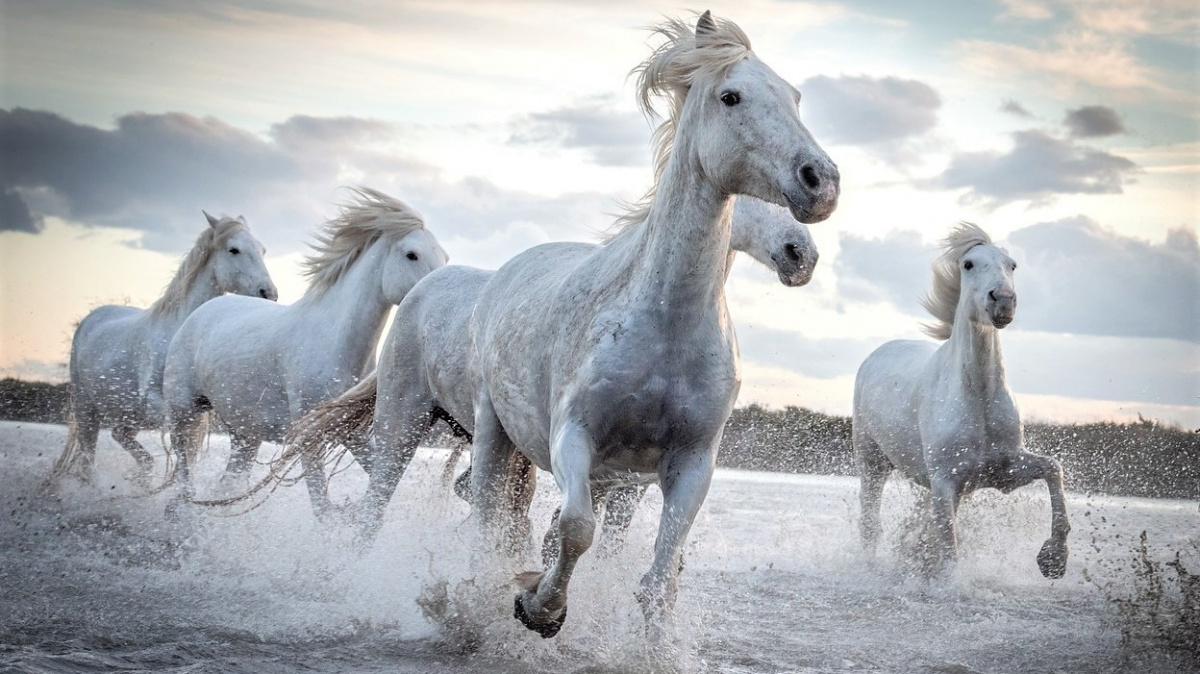 Kolik koňských sil má vlastně kůň?
