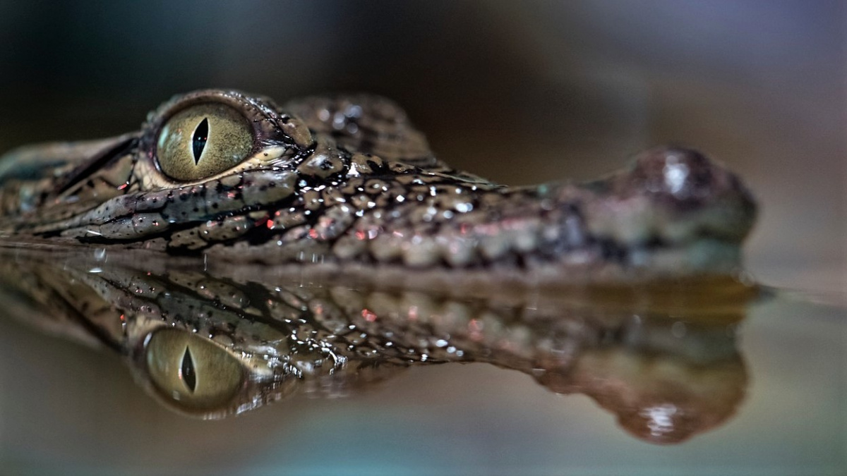 Člověk opravdu roní krokodýlí slzy