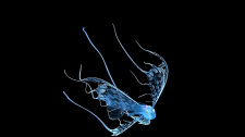Art Underwater Photo Competition 2022