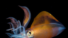 Art Underwater Photo Competition 2022