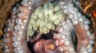 Umírající chobotnice chrání nevylíhnutá mláďata. Nejlepší snímek z oceánů