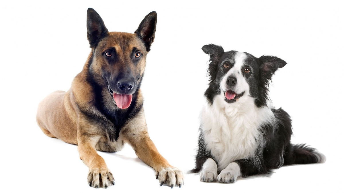 Vědci hledali nejchytřejší psí plemeno. Výsledek je překvapující