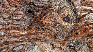 Detail kůry na kmeni stromu. Vidíte v ní mužskou tvář?