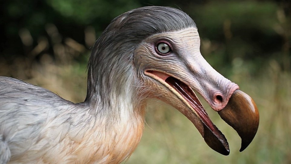 Vrátí se blboun nejapný? Biotechnologická firma se chystá oživit vyhynulého ptáka