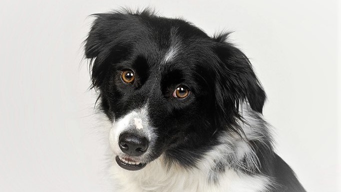 Proč psi naklánějí hlavu, když nám naslouchají