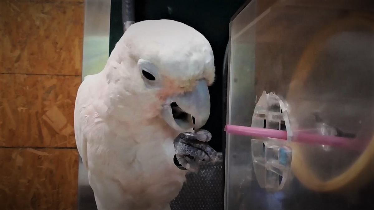 Geniální kakadu. Videa ze studie ukazují opeřence, jak důvtipně pracují s nástroji