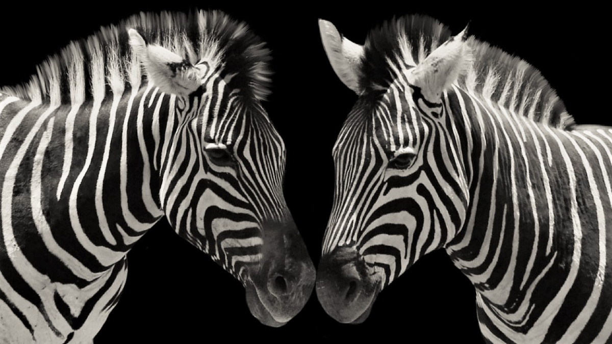 Lepší než repelent. Proč zebří pruhy chrání před hmyzem