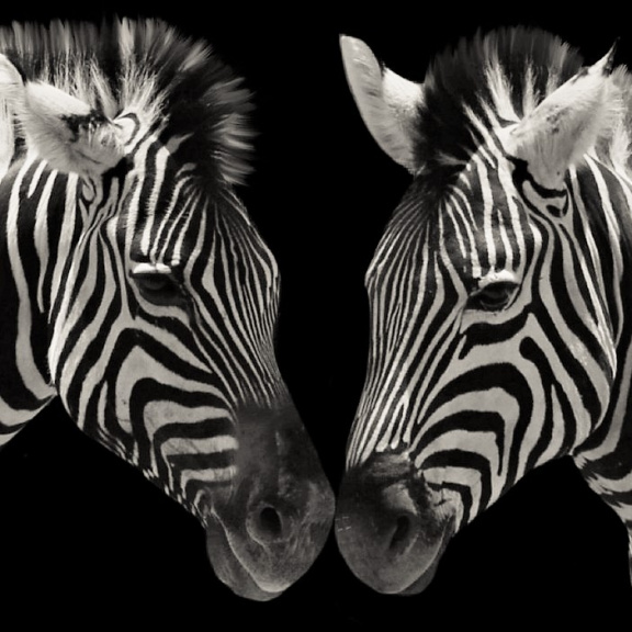 Lepší než repelent. Proč zebří pruhy chrání před hmyzem