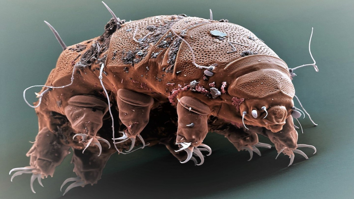 Jadernou válku můžeme přežít s geny od želvušek