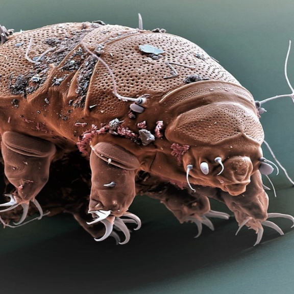 Jadernou válku můžeme přežít s geny od želvušek