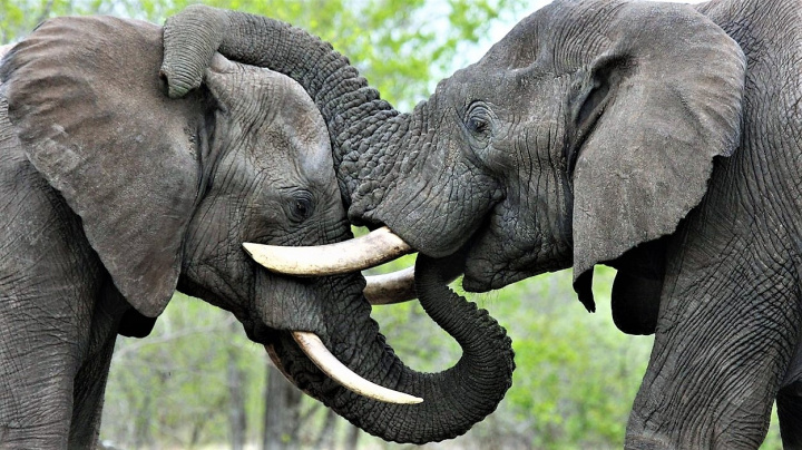 Afričtí sloni se rozpoznávají podle jmen, překvapila nová studie