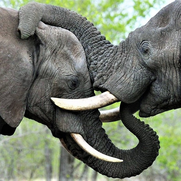 Afričtí sloni se rozpoznávají podle jmen, překvapila nová studie