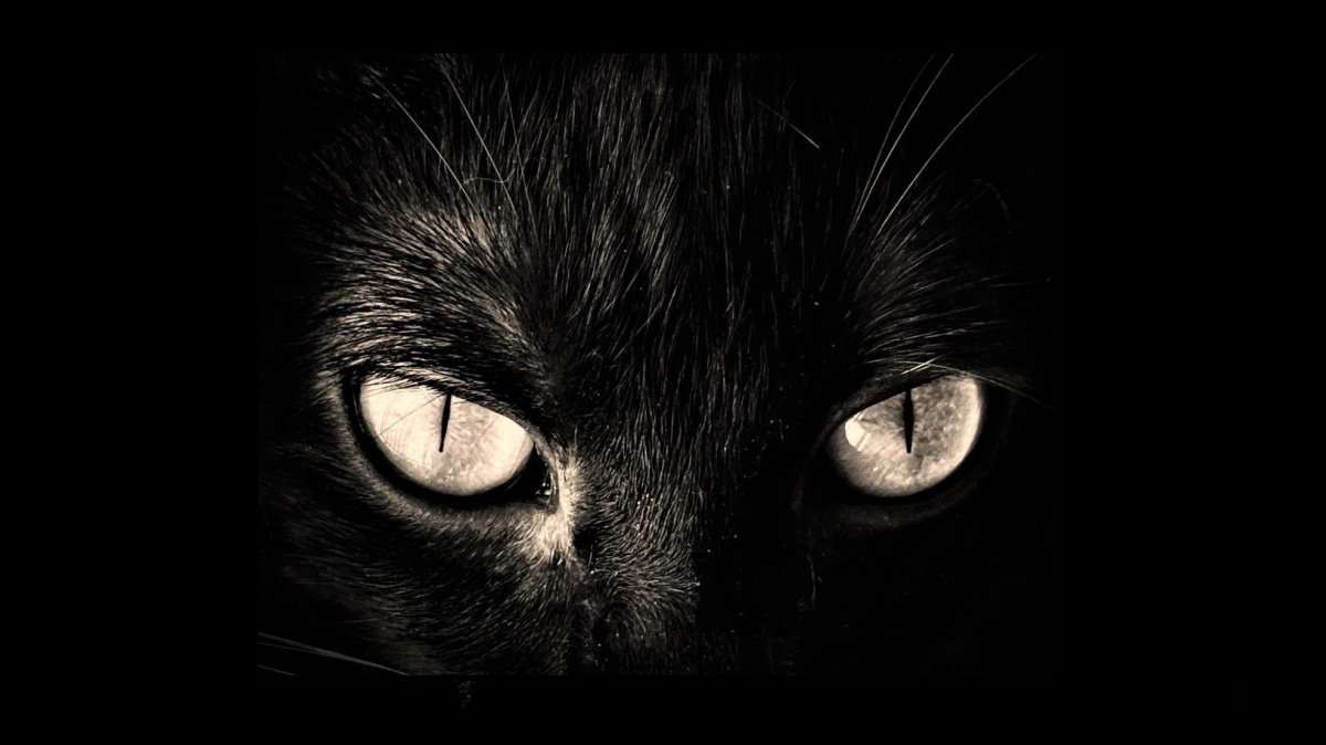 Narodila se největší Schrödingerova kočka