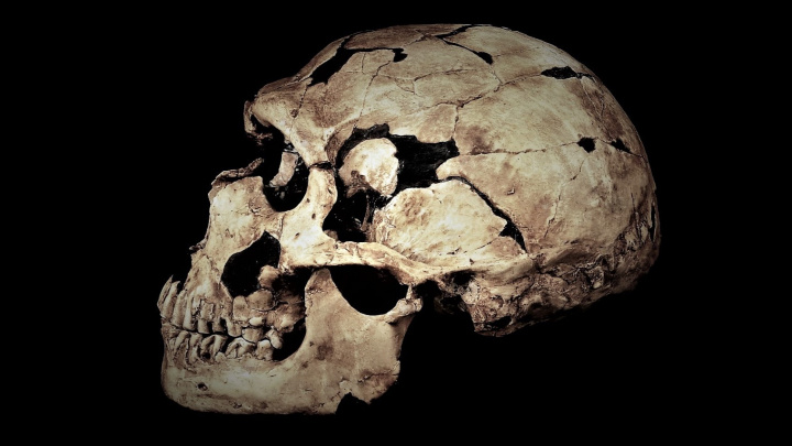 Zuby neandertálců skrývají ‚ztracené‘ bakterie. Můžeme z nich získat nové léky