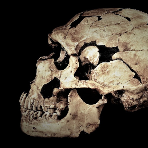 Zuby neandertálců skrývají ‚ztracené‘ bakterie. Můžeme z nich získat nové léky