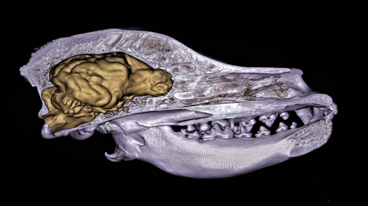 Mozky psů se zvětšují. Vědci tuší proč
