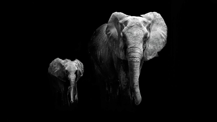 Savci, kteří jsou větší než lidé, se musí zmenšit. Jinak nepřežijí