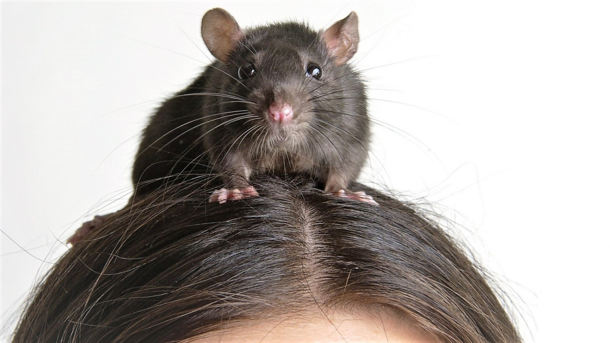 Konečně jednoduchý lék proti plešatění? Vlasy se obnoví změkčením buněk