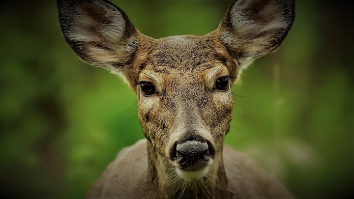 Laň požírá hada. Biologové vysvětlují ohromující video