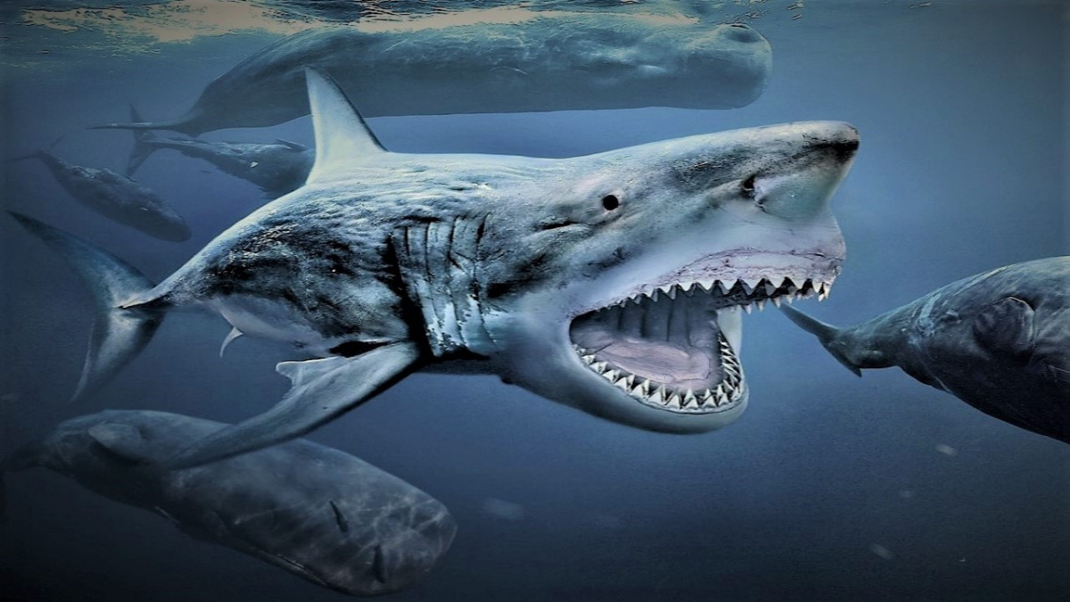Největší masožravý žralok všech dob byl teplokrevný. Proto nejspíš vyhynul