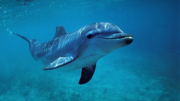 Rusové na Krymu verbují delfíny. Využívají jejich citlivé sonary